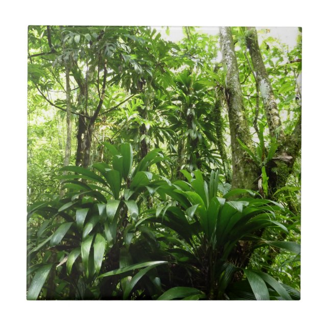 Dominican Rain Forest I Tropical Green Nature Tile (Front)