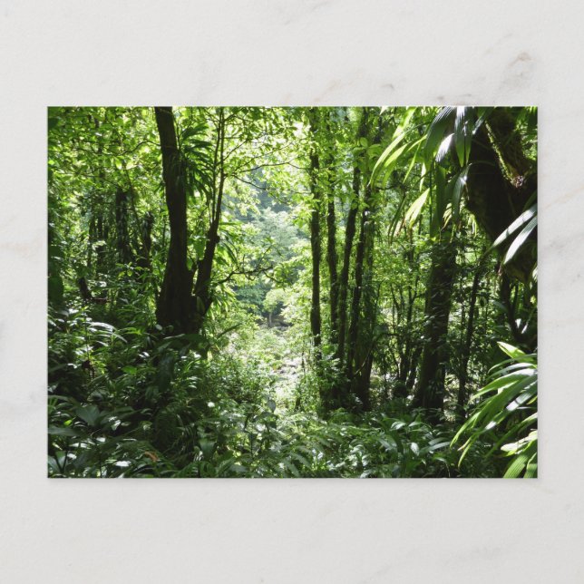 Dominican Rain Forest II Tropical Green Postcard (Front)