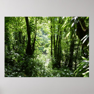 Dominican Rain Forest II Tropical Green Poster
