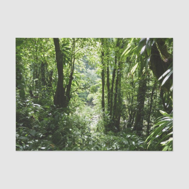 Dominican Rain Forest II Tropical Green Tissue Paper (Front)