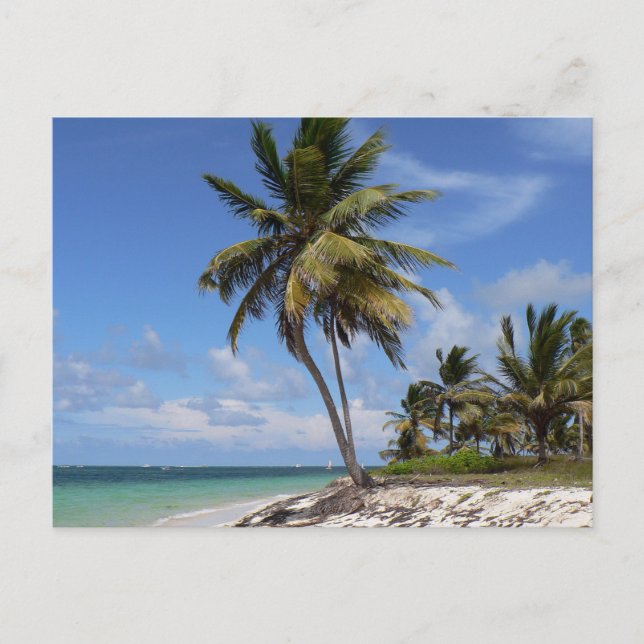 Dominican Republic beach Postcard (Front)
