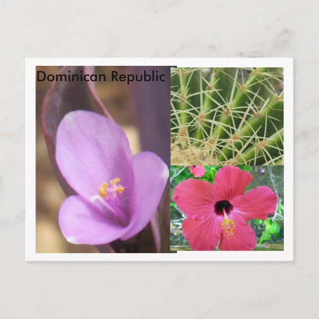 Dominican Republic Postcard (Front)