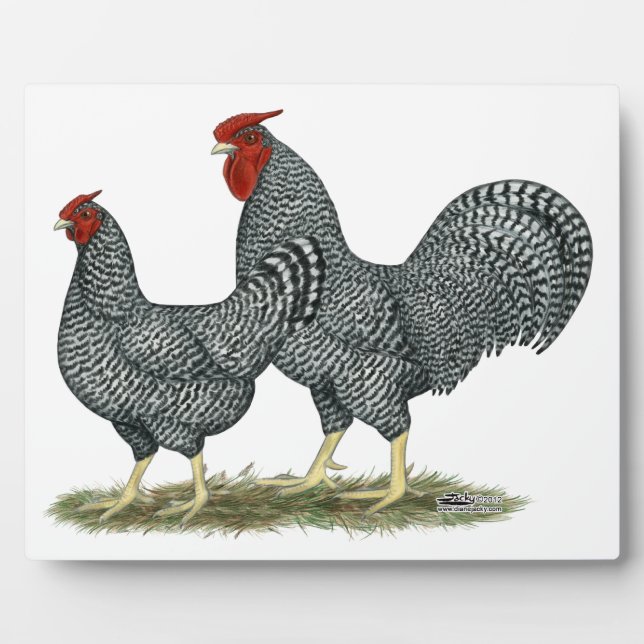 Dominique Chickens Plaque (Front)