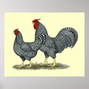 Dominique Chickens Poster
