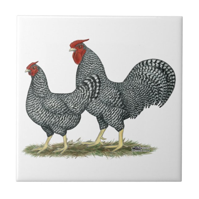 Dominique Chickens Tile (Front)