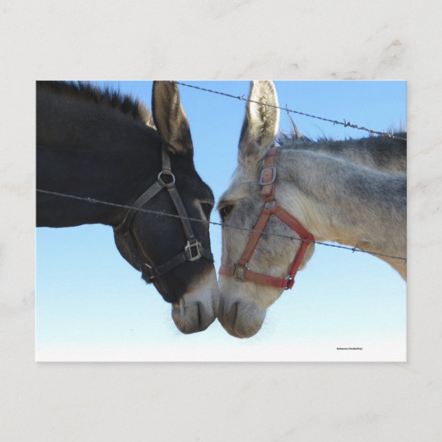 Donk In Around Postcard (Front)