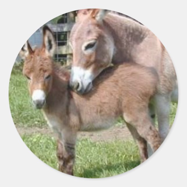 Donkey and Baby Classic Round Sticker (Front)