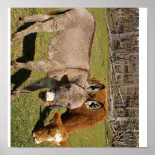 Donkey And Cow Poster