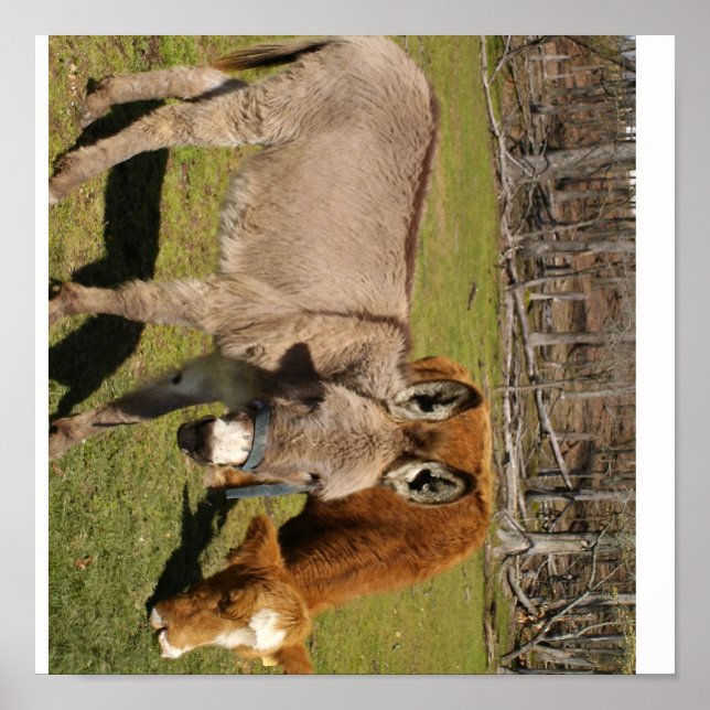 Donkey And Cow Poster (Front)