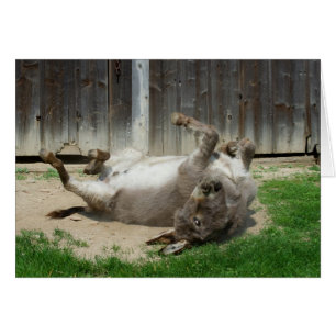 Donkey Avec Bain