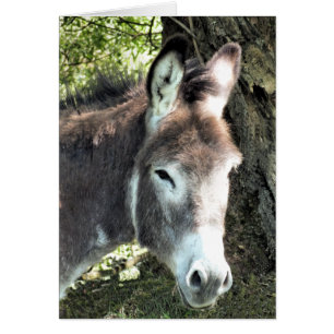 DONKEY card