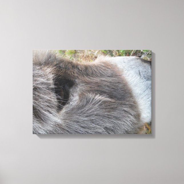 Donkey  Close - Up of Face Canvas Print (Front)