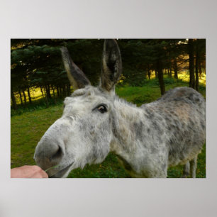 Donkey Cute Mule Farm Animal Country Destiny Poster