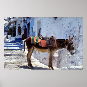 Donkey, Fira Santorini, Greece Poster