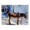 Donkey, Fira Santorini, Greece
