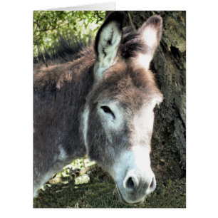 DONKEY GREETING CARD