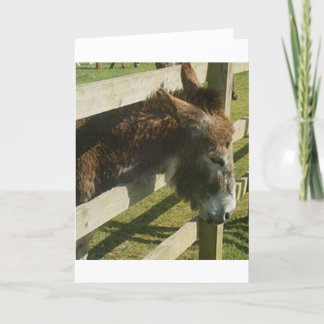 Donkey Greetings Card