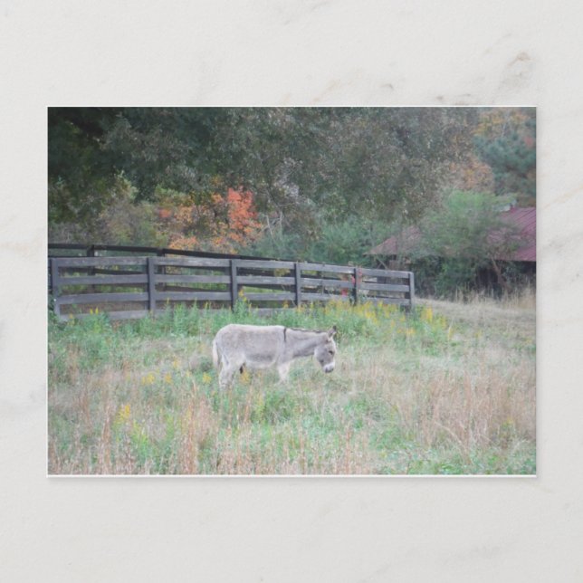 Donkey in a Fall Autumn Field. Postcard (Front)
