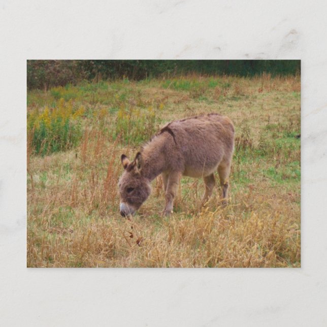 Donkey  in a Fall Field. Postcard (Front)