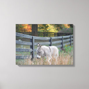 Donkey in an Autumn Field Canvas Print