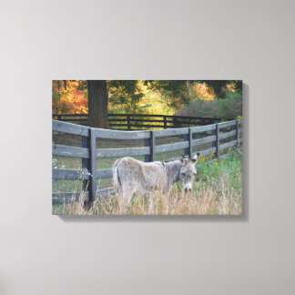 Donkey in an Autumn Field Canvas Print