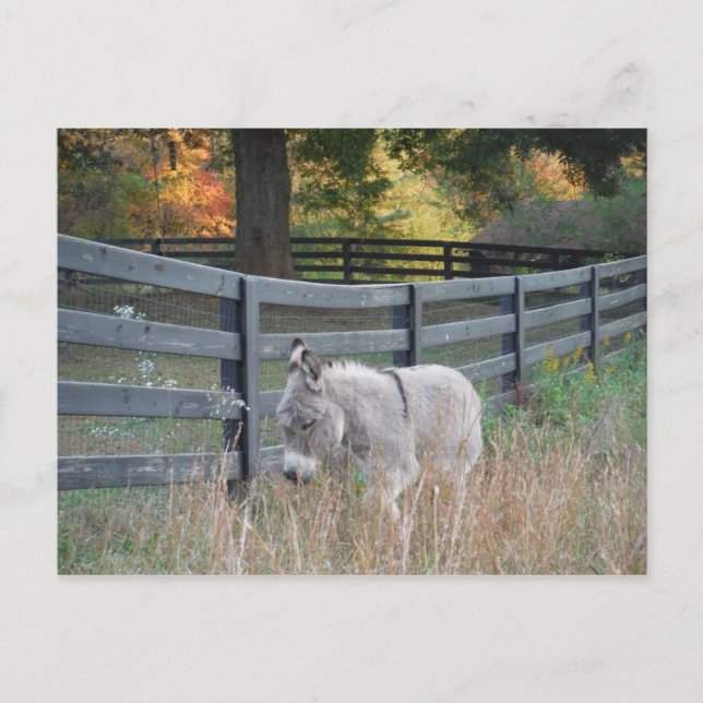 Donkey in an Autumn Field Postcard (Front)