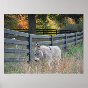 Donkey in an Autumn Field Postcard Poster