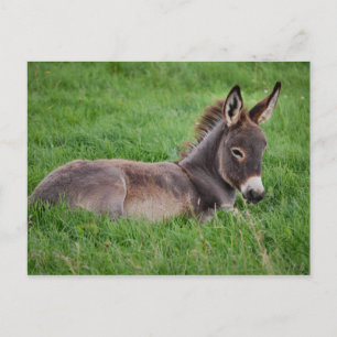Donkey In The Grass Postcard