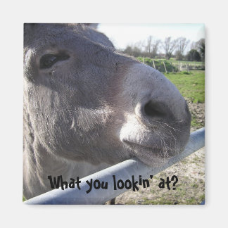 Donkey Magnet