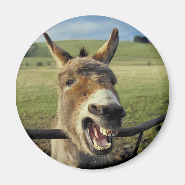 Donkey Magnet (Front)