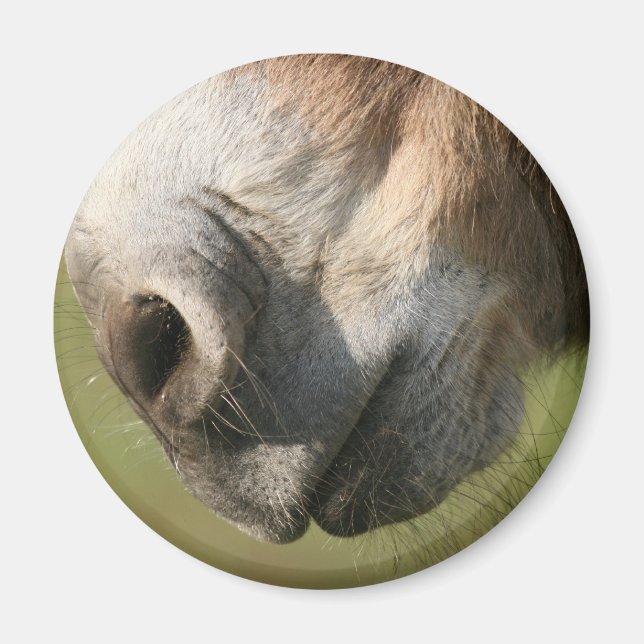 Donkey Magnet (Front)