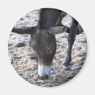 Donkey Magnet