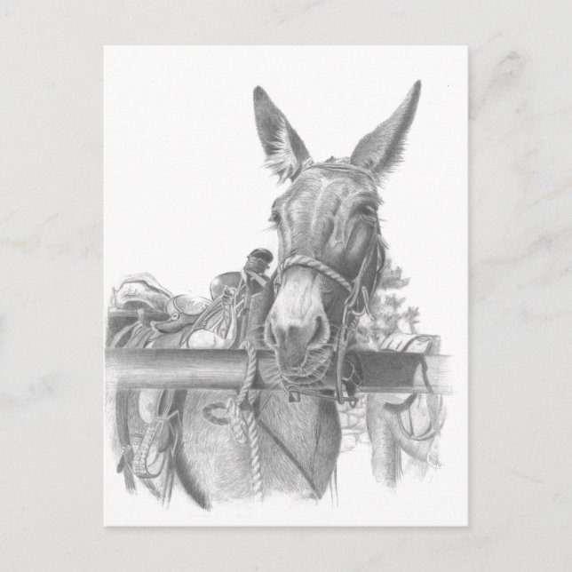 donkey mules postcard (Front)