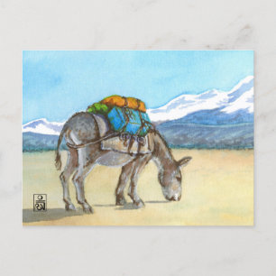 Donkey on High Plateau, South America Postcard