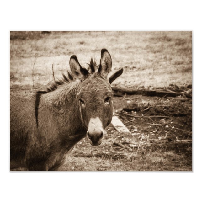 Donkey Photo Print (Front)