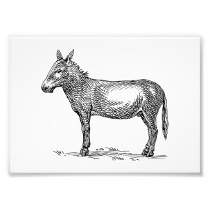 Donkey Photo Print