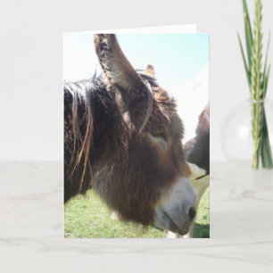 Donkey Portrait Greeting Card