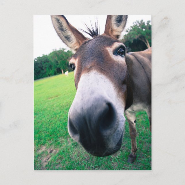 Donkey Postcard (Front)