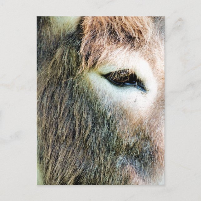 DONKEY POSTCARD (Front)