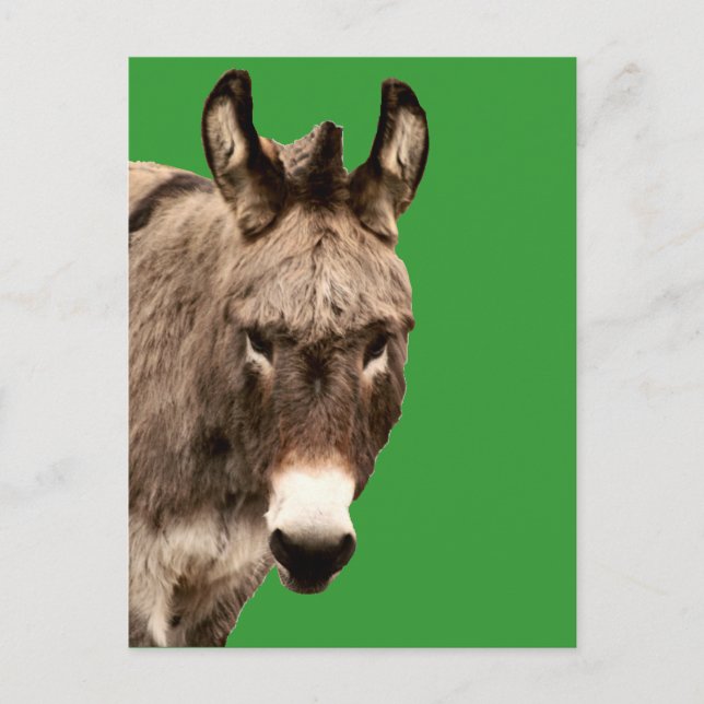 donkey postcard (Front)