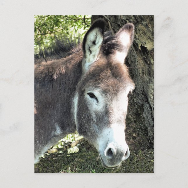 DONKEY POSTCARD (Front)