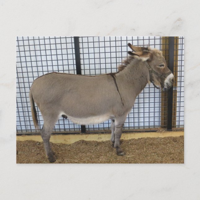 Donkey Postcard (Front)