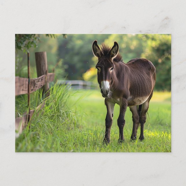 Donkey Postcard  (Front)