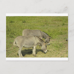 donkey postcard