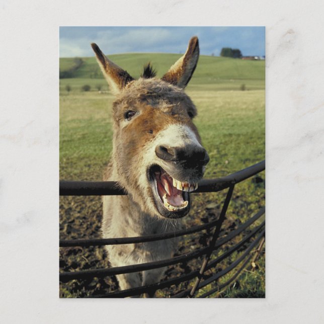 Donkey Postcard (Front)