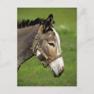 Donkey Postcard