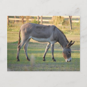 Donkey Postcard