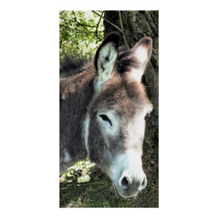 DONKEY POSTER