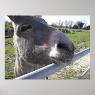 Donkey Poster