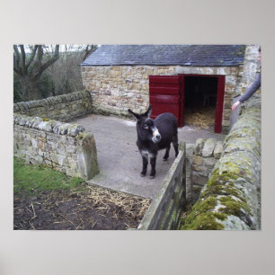 Donkey Print
